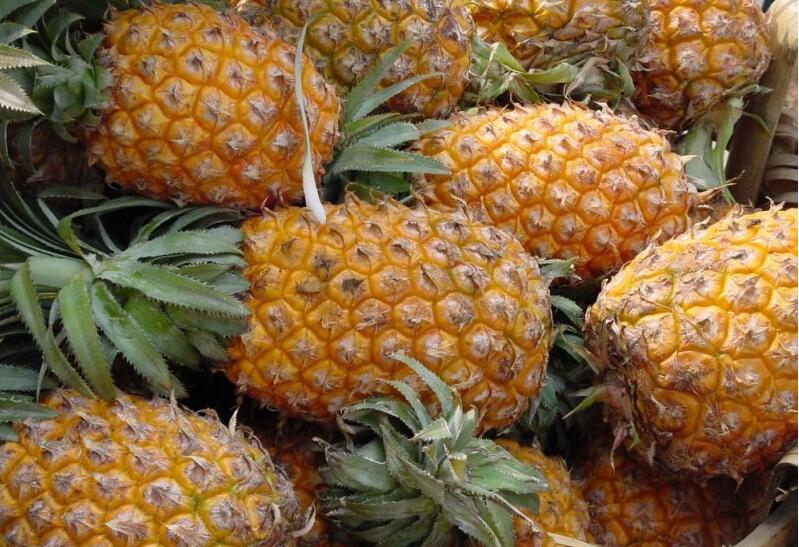 15个月婴儿能吃菠萝吗 菠萝能怎样吃(15个月婴儿能吃健胃消食片吗)