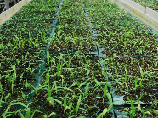 白芨种植——10分钟看完白芨的种植方法