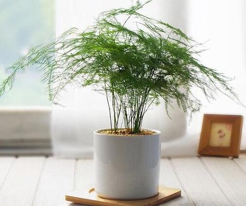 文竹的养殖方法和注意事项——像竹不是竹