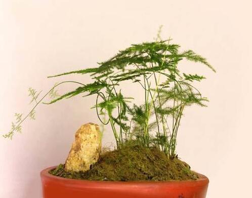 文竹的养殖方法和注意事项——像竹不是竹