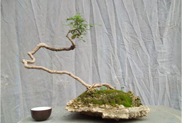 盆花越冬管理的技巧