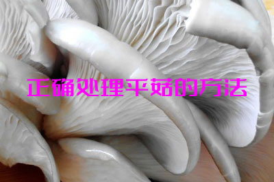 怎么处理平菇做出的菜才好吃 正确处理平菇的方法