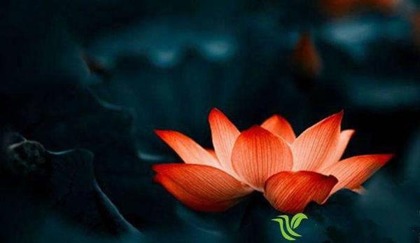 红烧鳕鱼，鲜香浓郁的家常美味